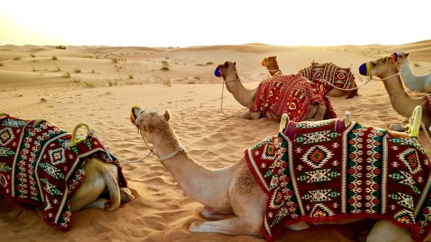 Top 7 Adventure Things to Do in the Al Badayer, Dubai Desert