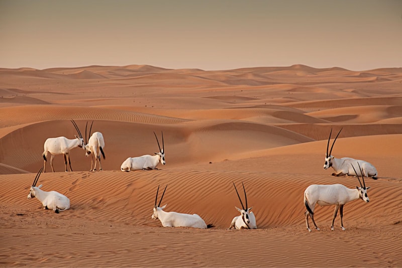 Dubai Desert Conservation Reserve (DDCR) 
