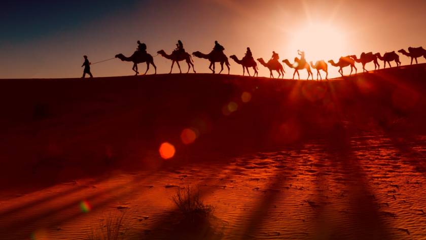 Camel Ride Dubai: Morning Safari vs Sunset Session