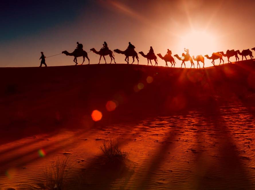 Camel Ride Dubai: Morning Safari vs Sunset Session