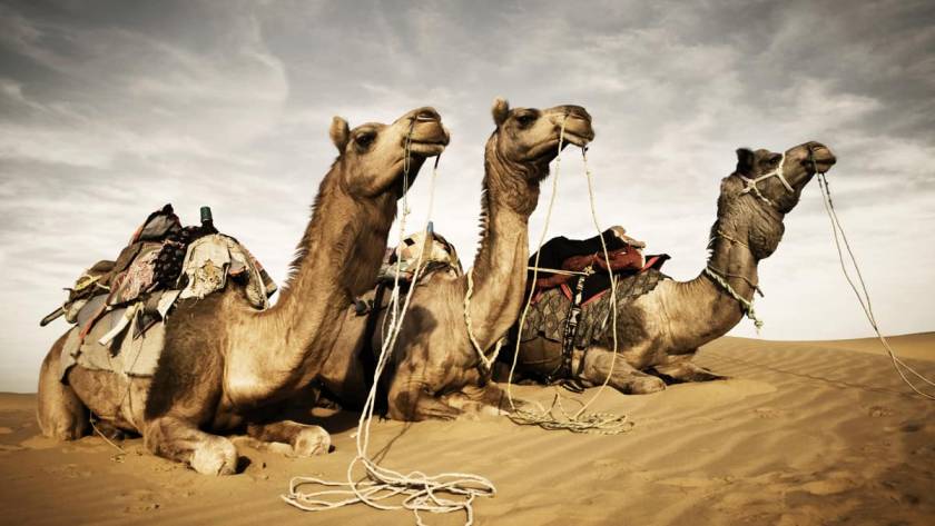 The Evolution of Desert Tourism: From Camels to High-Speed Buggies