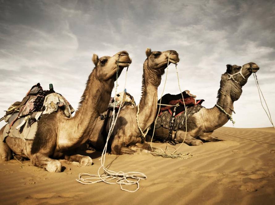 The Evolution of Desert Tourism: From Camels to High-Speed Buggies